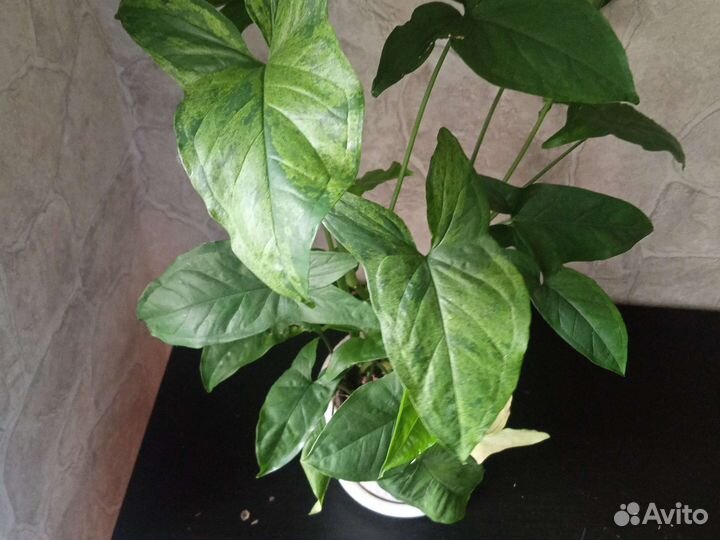 Сингониумы сортовые обмен