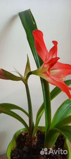 Гиппеаструм