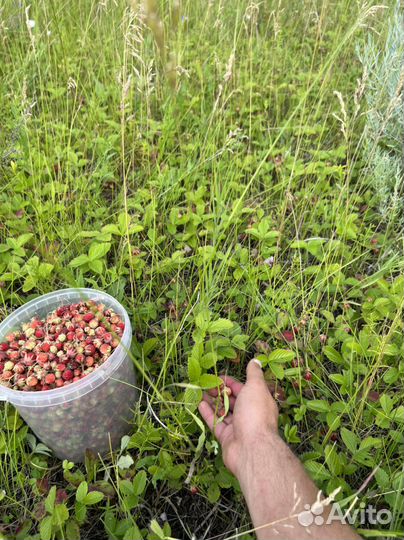 Клубинка лесная