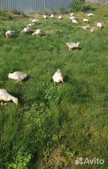 Гусята линда