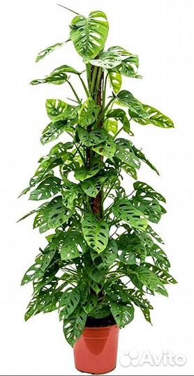 Монстера monkey mask