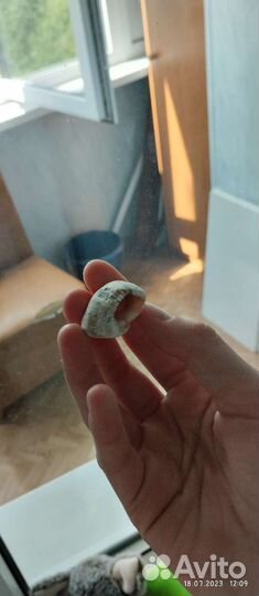 Ракушки с черного моря