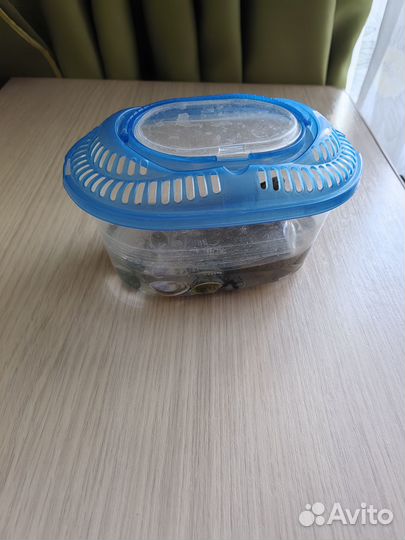 Красноухая черепаха маленькая с аквариумом