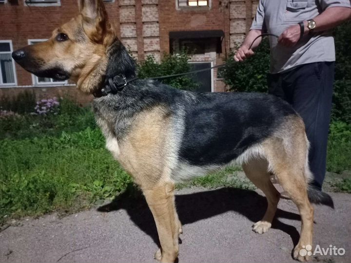 Немецкая овчарка
