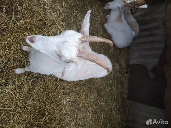 Козочки 14 месяцев