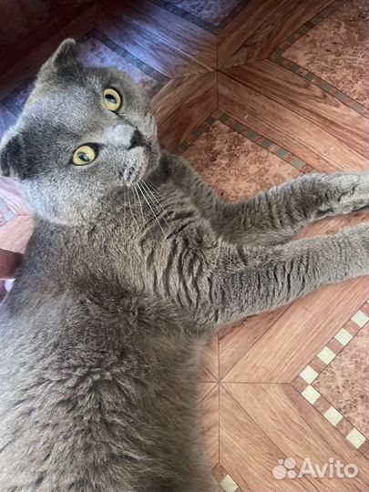 Шотландский кот