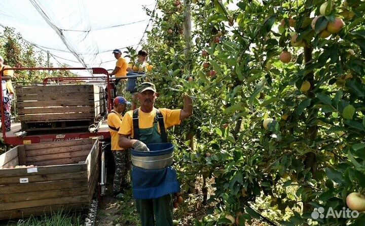 Сборка яблок с проживанием