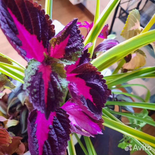 Цветы колеусы, хлорофитум и традесканция зебрина