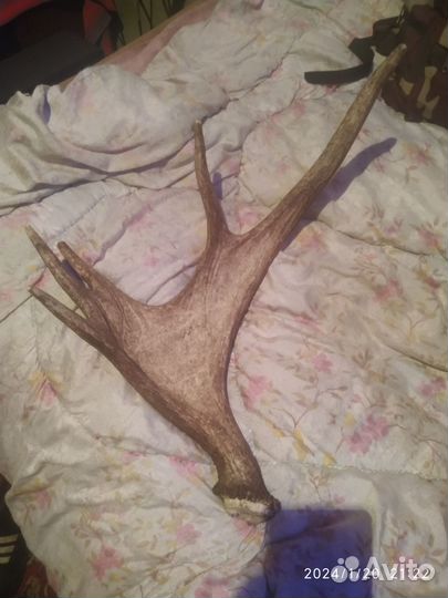 Лосиный рог