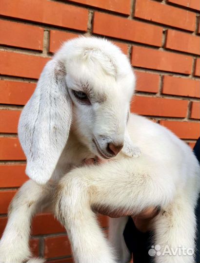 Козы козлята зааненские чешские нубийские