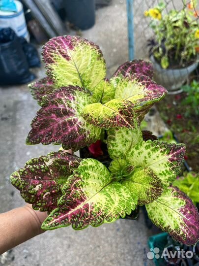 Колеус Аватар