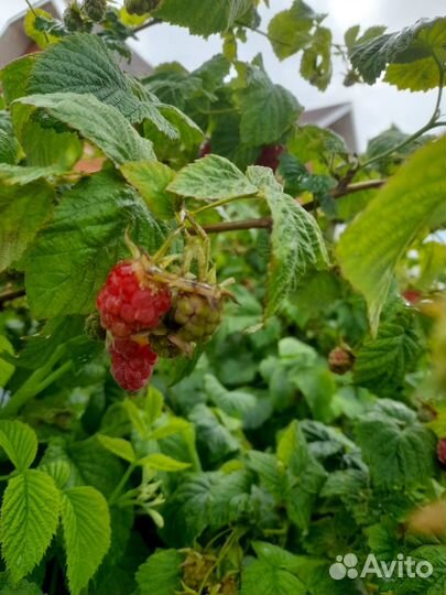 Малина ягоды свежая