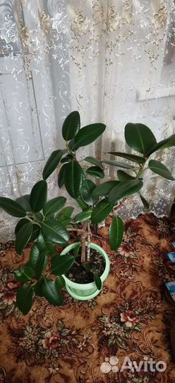 Фикус каучуконосный большой