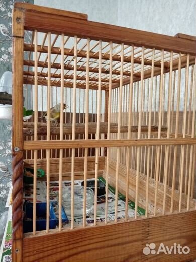 Гибрид канарейки и щегла