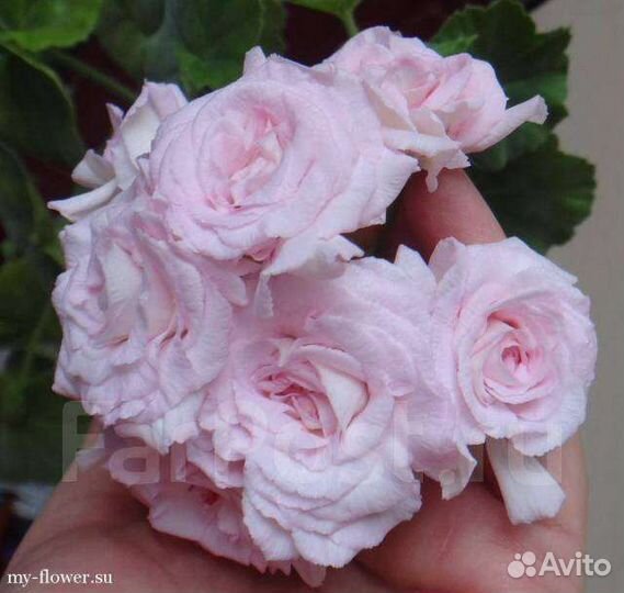 Пеларгония герань сортовая