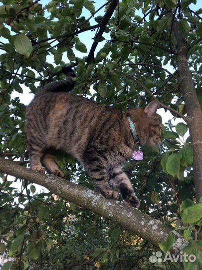 Кошки в добрые руки