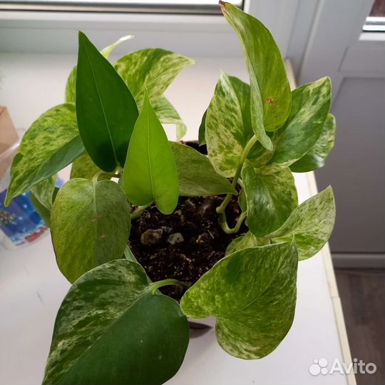 Вьющиеся комнатные растения