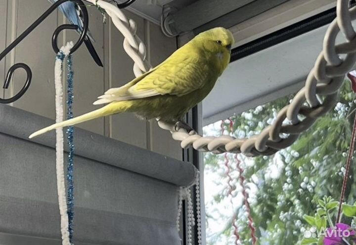 Выставочный попугай чех