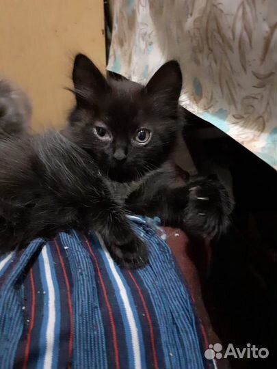 Отдадим котенка в хорошие руки