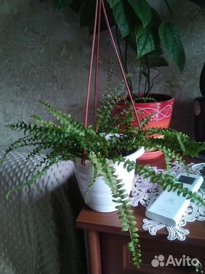 Папоротник Бостон нефролепис