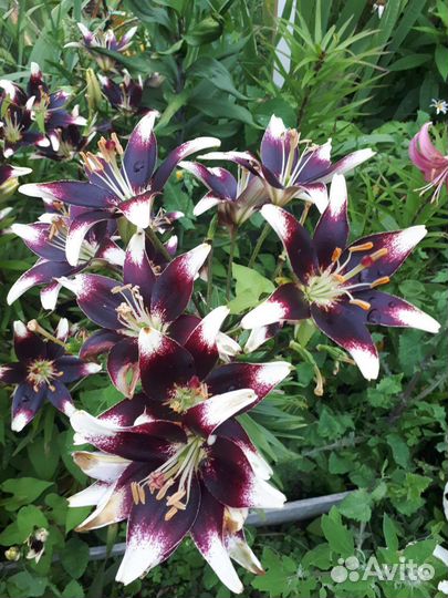 Лилии сортовые луковицы