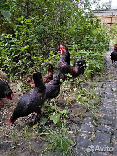 Петушки и курочки бентамки