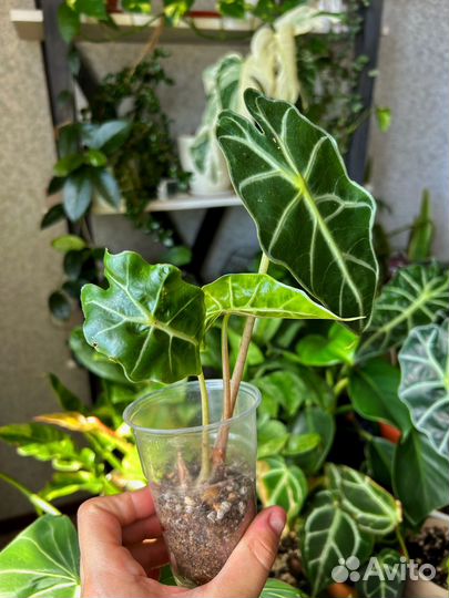 Алоказия полли