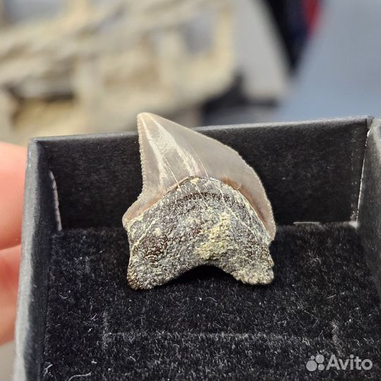 Зуб древней акулы Squalicorax окаменелость