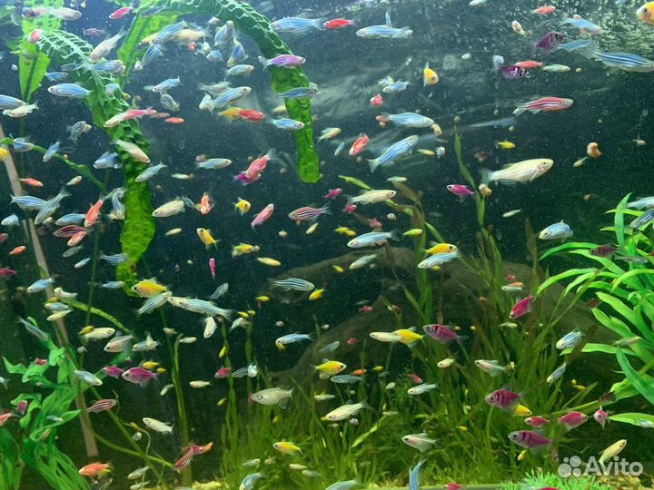 Аквариумные рыбки данио