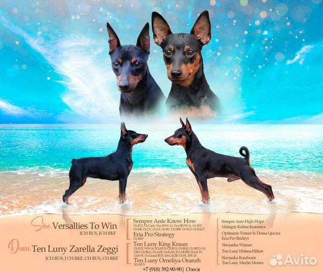 Презентация собаки