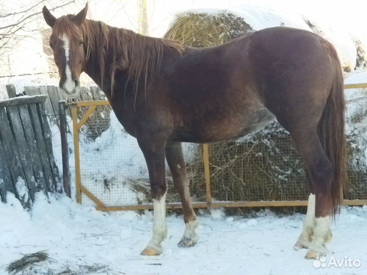 Лошадь кобыла