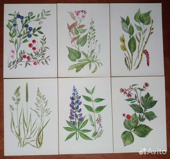 Набор открыток юному ботанику