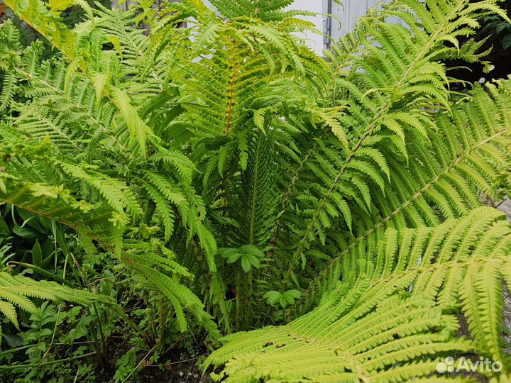 Папоротник садовый