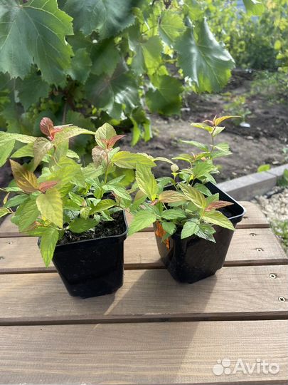 Спирея голдфлейм