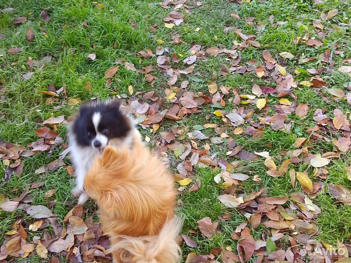 Малый немецкий шпиц