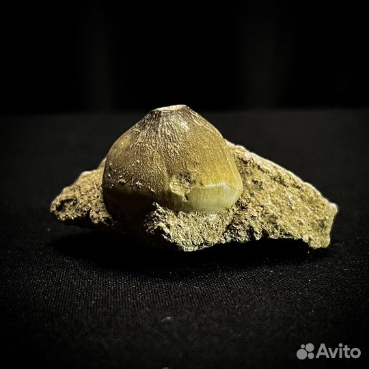 Зуб Мозазавра окаменелость ископаемый