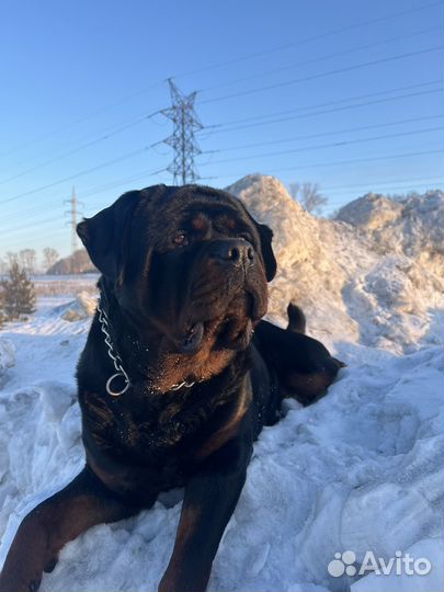 Вязка ротвейлера