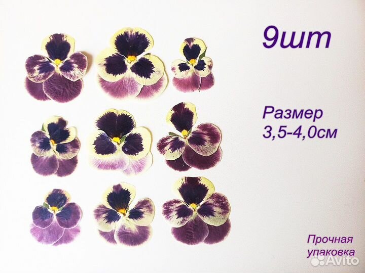 Сухоцветы анютины глазки.Для творчества