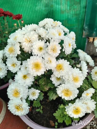 Хризантемы