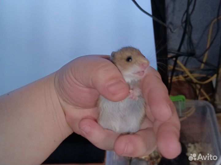 Сирийские хомяки малыши