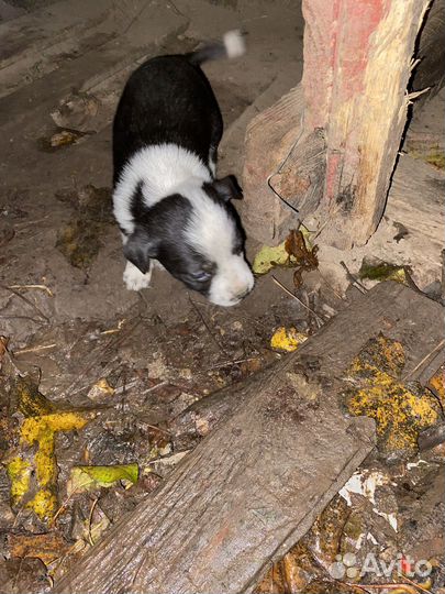 Щенки даром