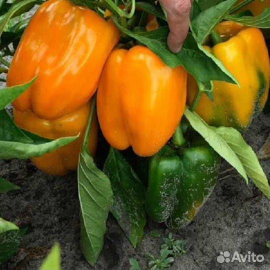 Семена сортовых перцев