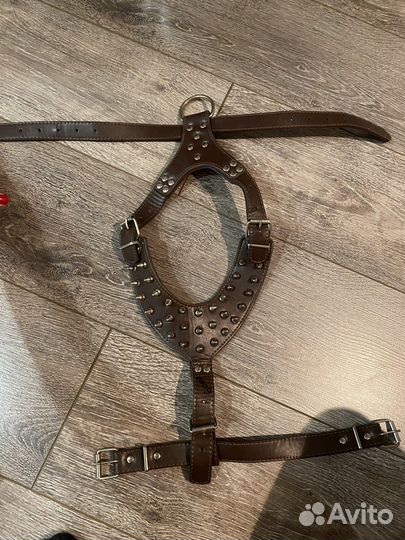 Строгий ошейник