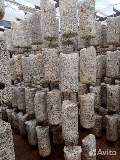 Грибные блоки вешенка отработанные