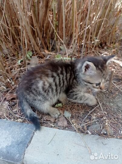 Котята в добрые руки 1 месяц