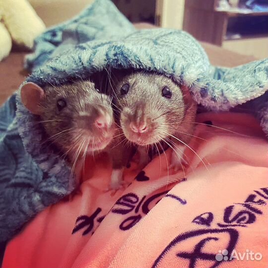 Передержка ваших любимцев на время отпуска