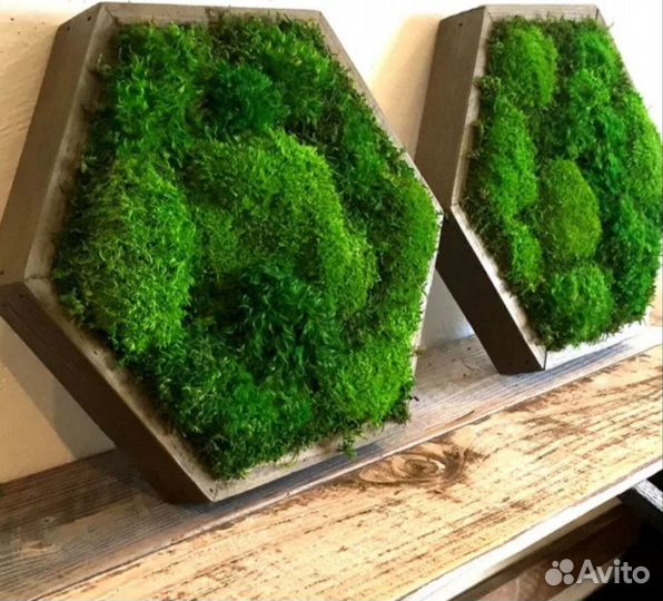 Интерьерные композиции из мха