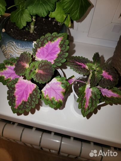 Колеусы вегетативные черенки