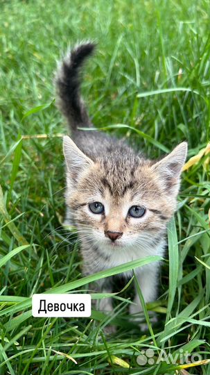 Котята в добрые руки бесплатно