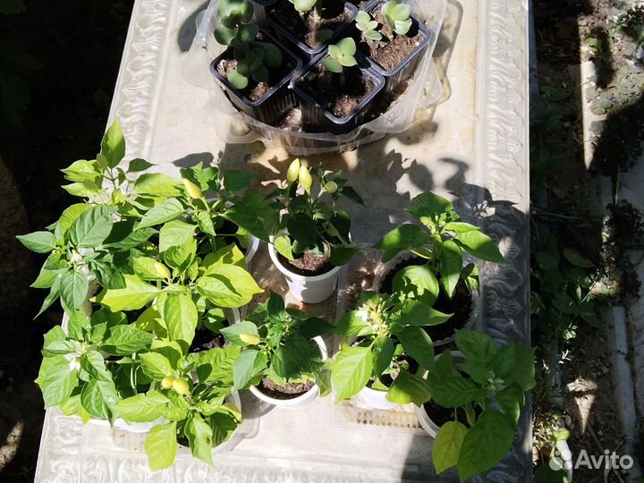 Перец комнатный острый (мини-перчик)